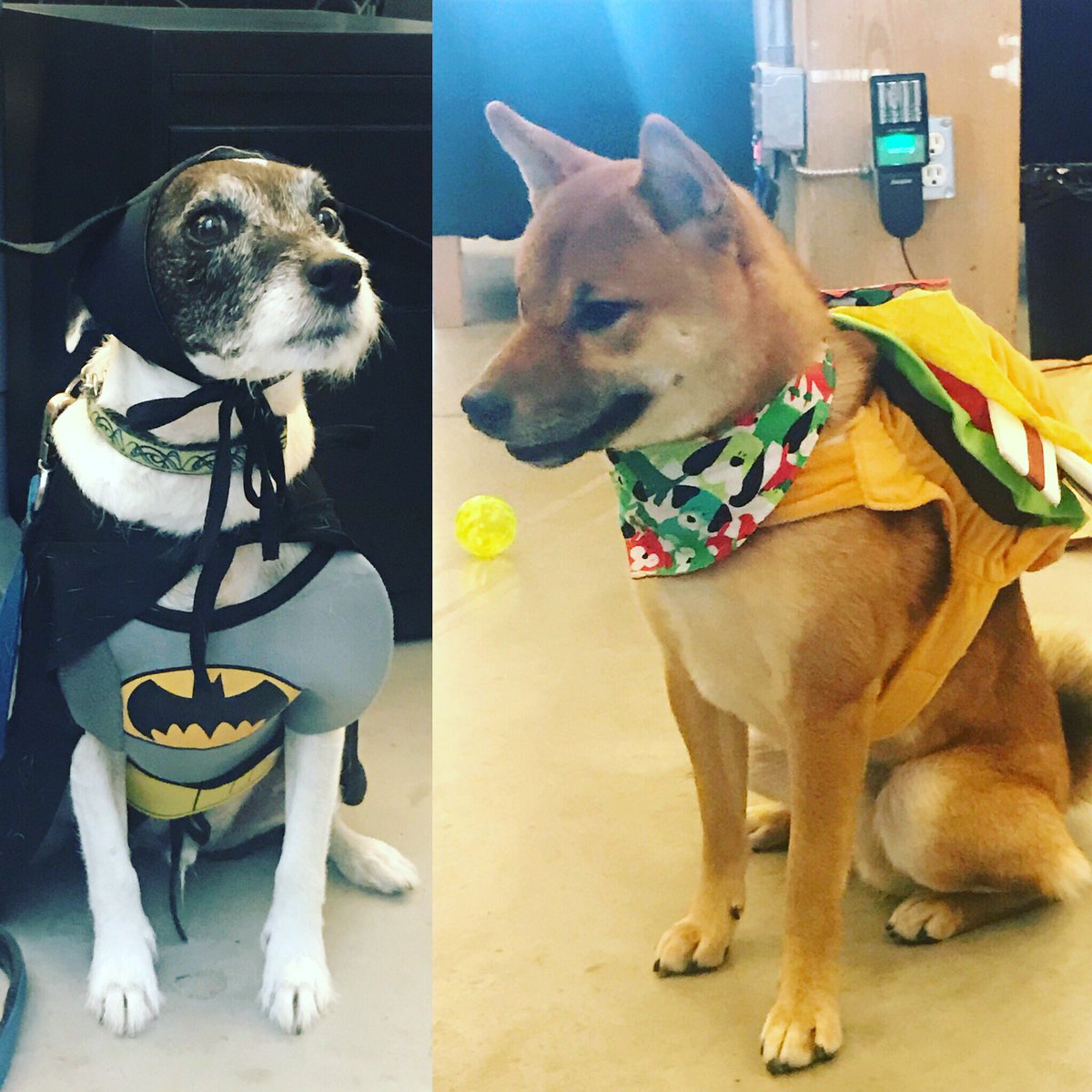 imsparklepants's tweet photo. At Kobo, it’s the #puppers that get dressed up for #Halloween 
-
#costume #dogsofinstagram #doggies #batdog #batman #hamburger https://t.co/cCO3Tcq2r1