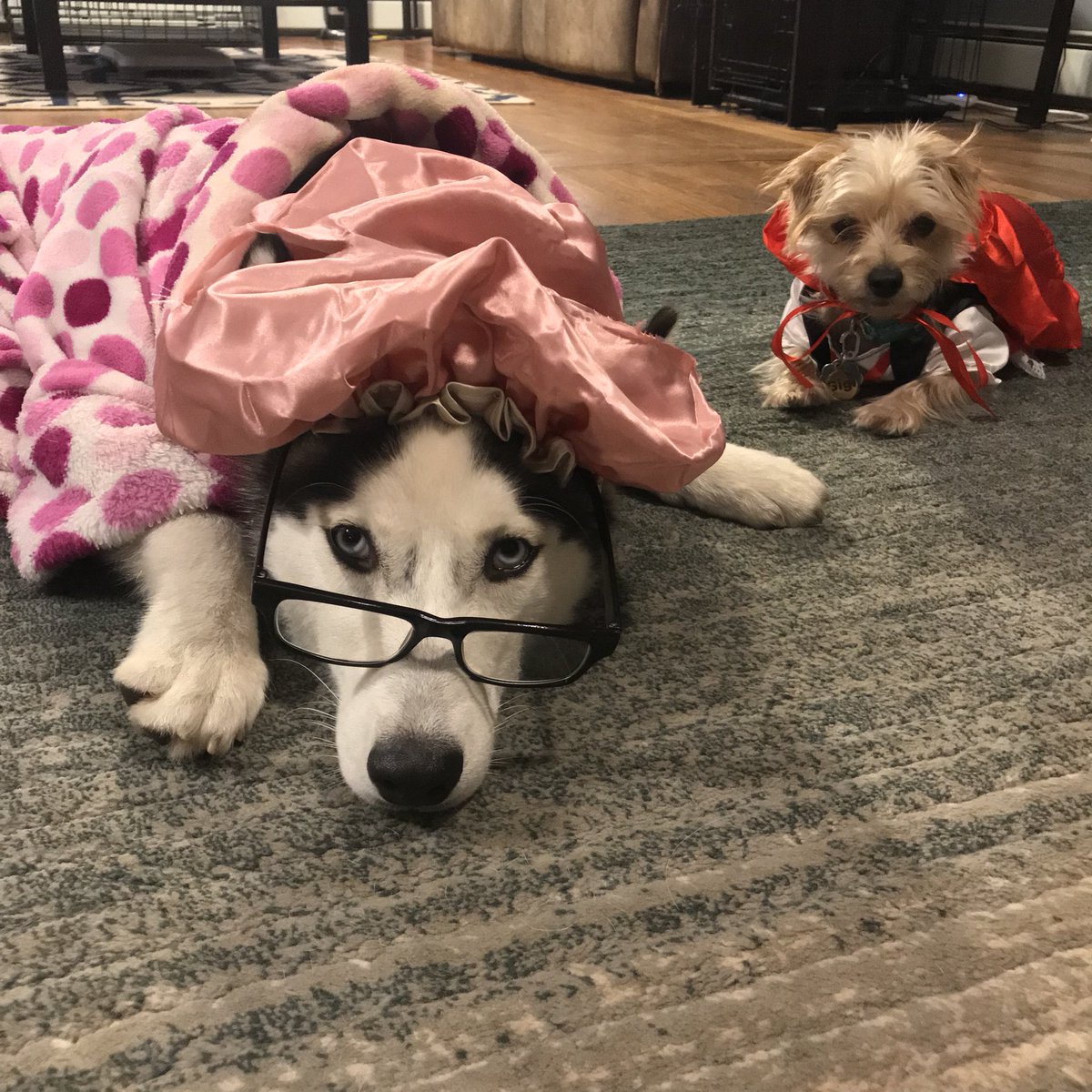 NatcoHome's tweet photo. Happy Halloween from @natcohome! 🎃 🦇 👻
#happyhalloween  #huskypuppy #siberianhuskypuppy… https://t.co/bhDKf9wceG https://t.co/aisSyV49lk