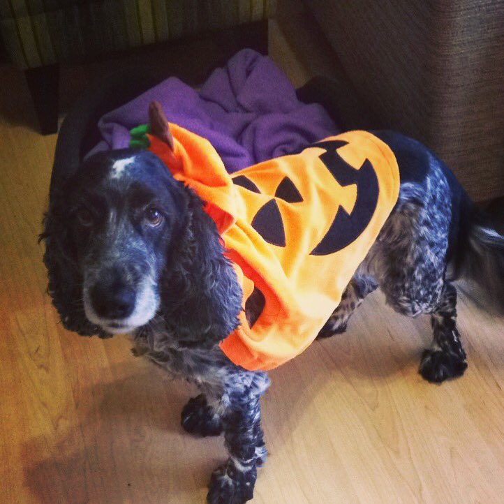 _Bethany_Rose's tweet photo. I found a Poppikin. 🎃 https://t.co/EnBhpDkeLq