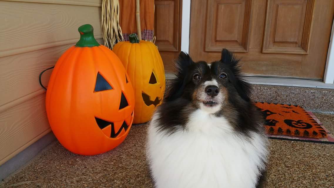 SarahESMay's tweet photo. Have a Safe and Happy Halloween, all! #HappyHalloween https://t.co/IlXsFP7BbJ