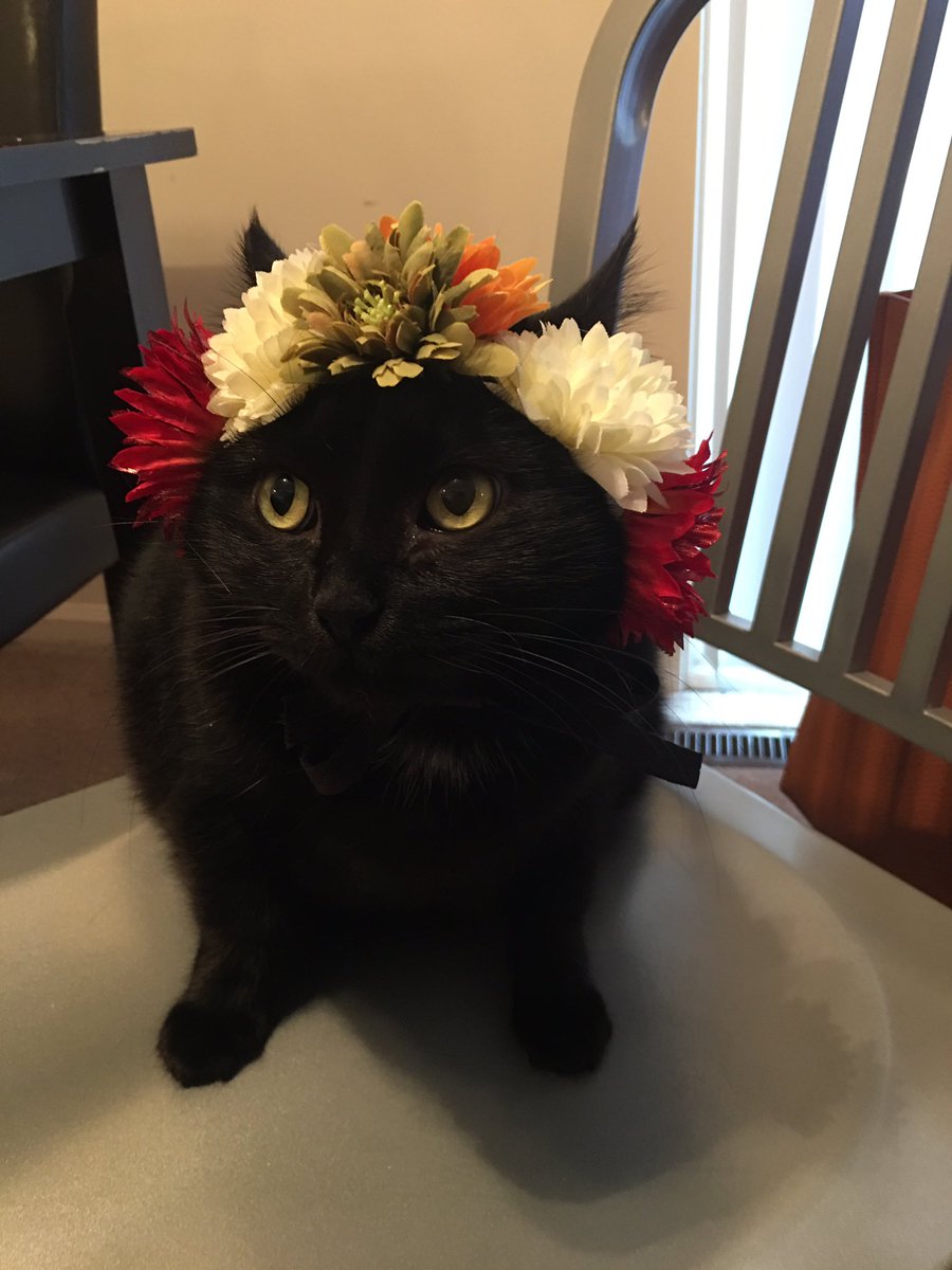 BeccaStilley's tweet photo. Happy Halloween from The Two Fridas! #FridaKhalo #FridaCatlo https://t.co/1nQ997eat1