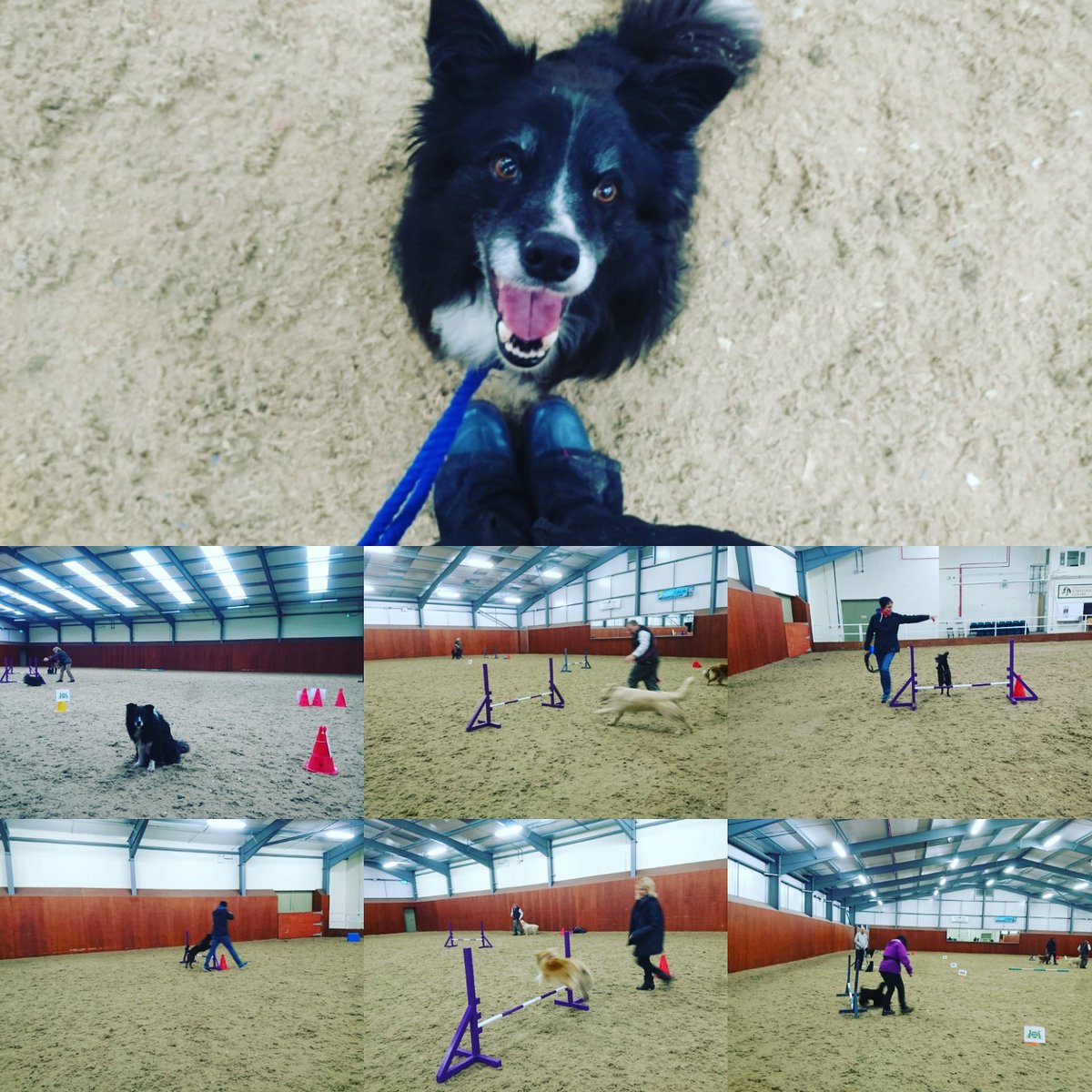 jopaydogtrainer's tweet photo. Indie had fun teaching KC RallyO jumping stations to our Rally class today. @KCLovesDogs 
#takeyourdogtoworkday
#jopay https://t.co/ark6iGxvGV
