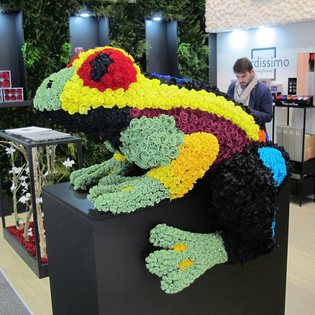 allseasonsflowe's tweet photo. Flower Frog @ #Proflora2017 #Colombia https://t.co/5sEjzhkhXS
