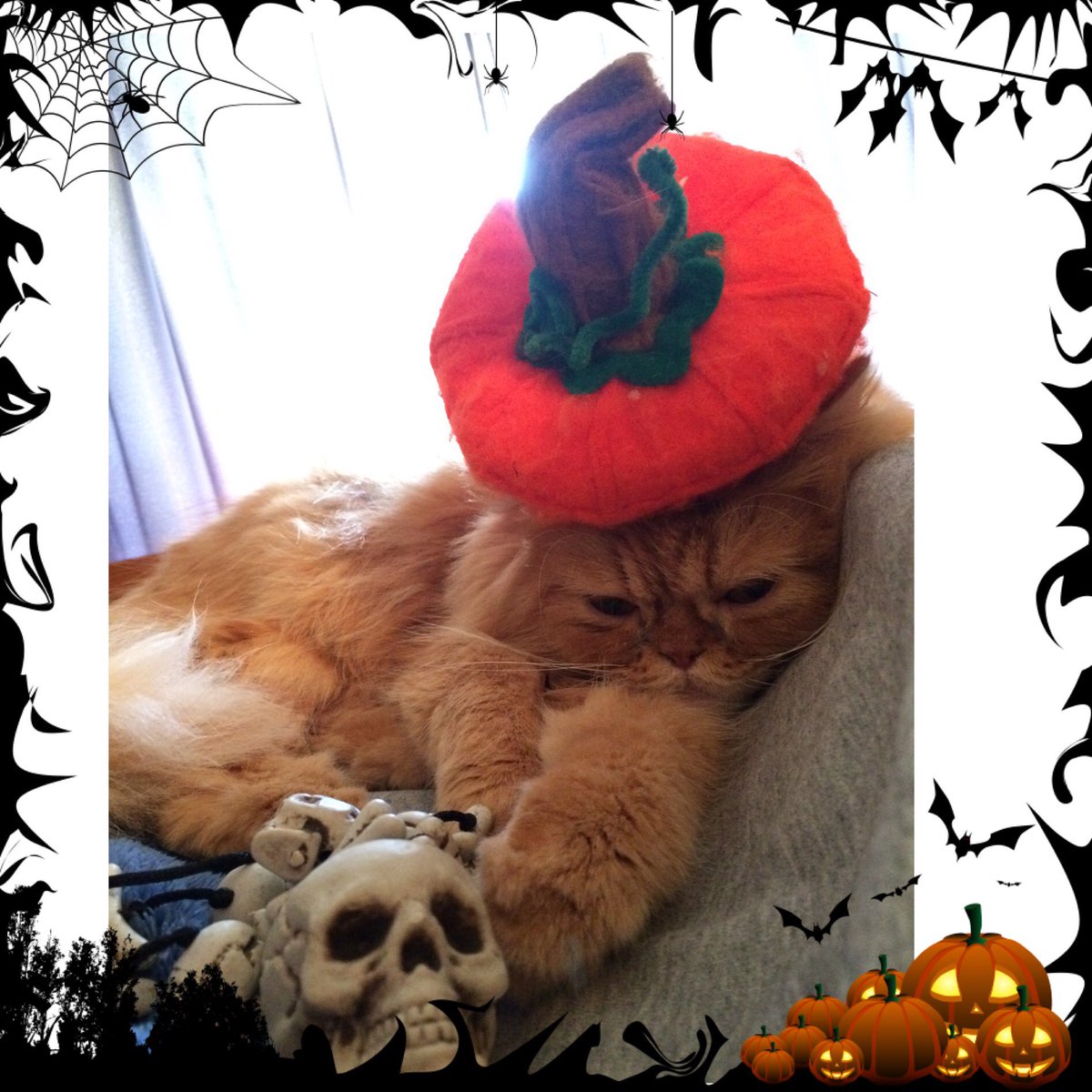 petactorbruno's tweet photo. Happy #Halloween ! #teamCatMojo #sleepyKitty #pumpkinSpiceKitty #petActor https://t.co/Qj3f2PLnFW