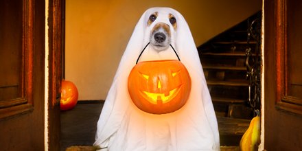 KIDS_N_PETS's tweet photo. Happy Halloween kids and furry friends! Today we're celebrating with lots of candy, spooky stories and giant messes! How're you celebrating? https://t.co/JNzjxih1xT