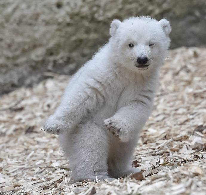bbhsyjosh's tweet photo. น้องหมีขั้วโลกอายุ 14 สัปดาห์ ที่สวนสัตว์ hellabrunn zoo ในมิวนิค น่ารักมากกกกกกก มีความแอคให้ถ่ายรูป สแว๊กกกกกกกกสัตว์วววววววว https://t.co/8t4ZESlXO8