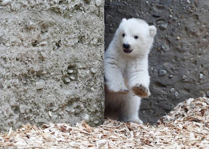 bbhsyjosh's tweet photo. น้องหมีขั้วโลกอายุ 14 สัปดาห์ ที่สวนสัตว์ hellabrunn zoo ในมิวนิค น่ารักมากกกกกกก มีความแอคให้ถ่ายรูป สแว๊กกกกกกกกสัตว์วววววววว https://t.co/8t4ZESlXO8