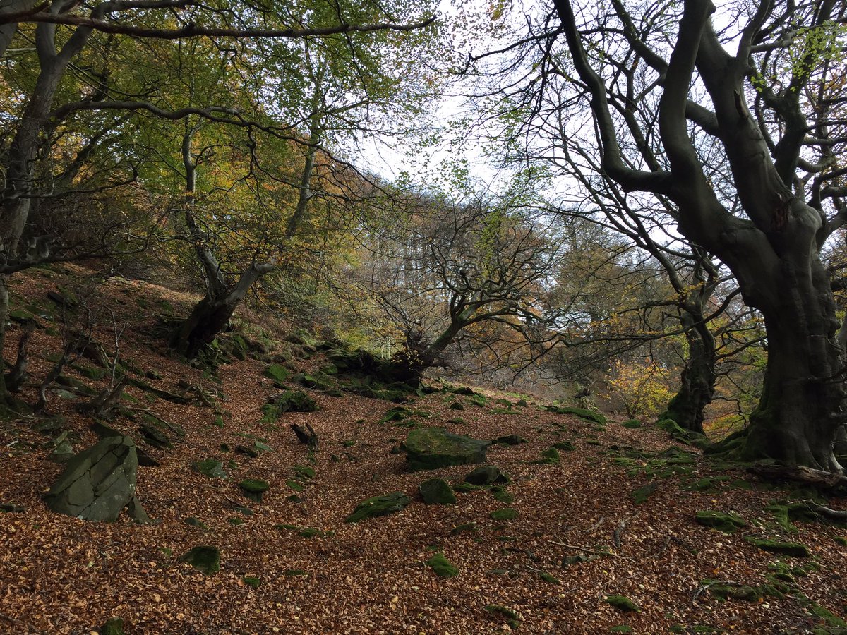 PhoebeW94's tweet photo. Always a great day volunteering with @GwentWildlife, today we were at the beautiful Silent Valley Nature Reserve in Cwm #AncientWoodland🍂🌳 https://t.co/zt8pkLJEsH