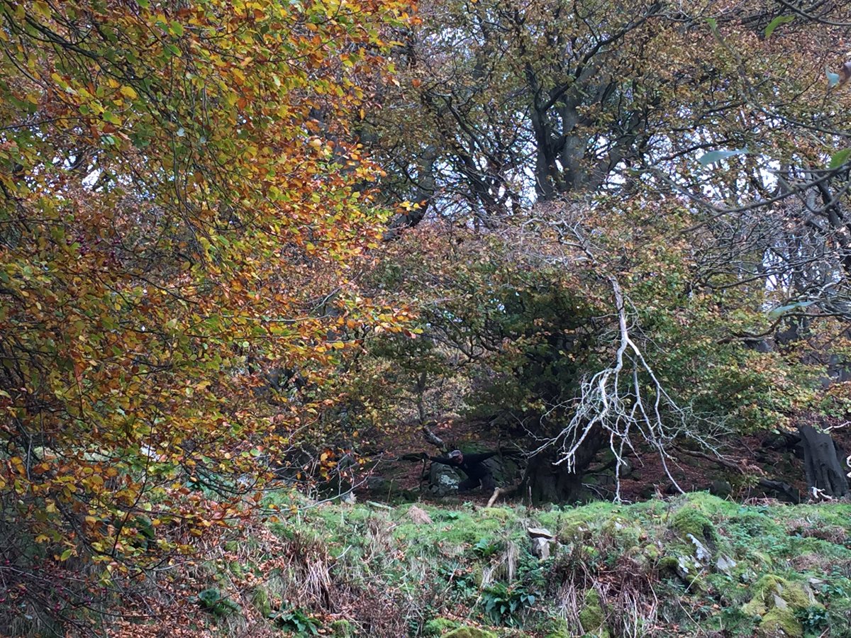 Always a great day volunteering with <a href="/GwentWildlife/">Gwent Wildlife Trust</a>, today we were at the beautiful Silent Valley Nature Reserve in Cwm #AncientWoodland🍂🌳