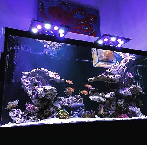 MaxspectLED's tweet image. LET THERE BE LIGHT! 🐙🐠🐟 #maxspect #coralvue #maxspectethereal #maxspectgyre #gear #equipment #coralvue 📷: @gonzaleze05