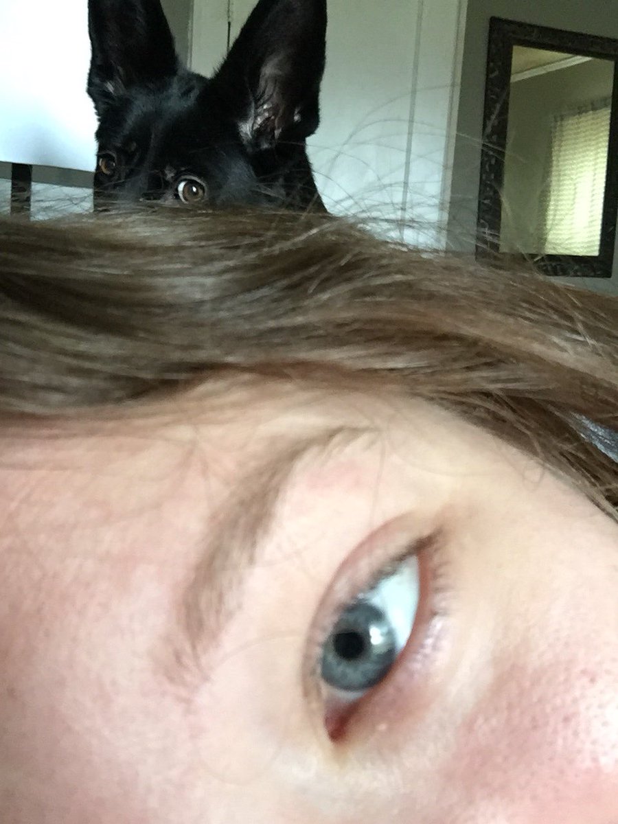 90_aob's tweet photo. Just woke up and this is what is pushing me off of the bed. #princesspen #ineedcoffee #furbaby #ihateyouiloveyou https://t.co/DowKcEu9qC