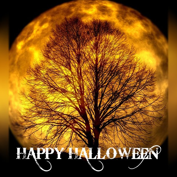 Apache Gardens tweet media