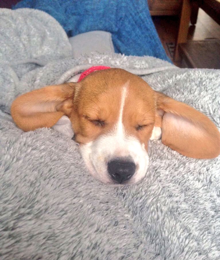 beaglefacts's tweet photo. A #beagle can monitor for sounds of food by sleeping with his ears open. #beaglefacts This is known as the Treat Ear. 

📷@StuartBird https://t.co/W1YKyDzHf0