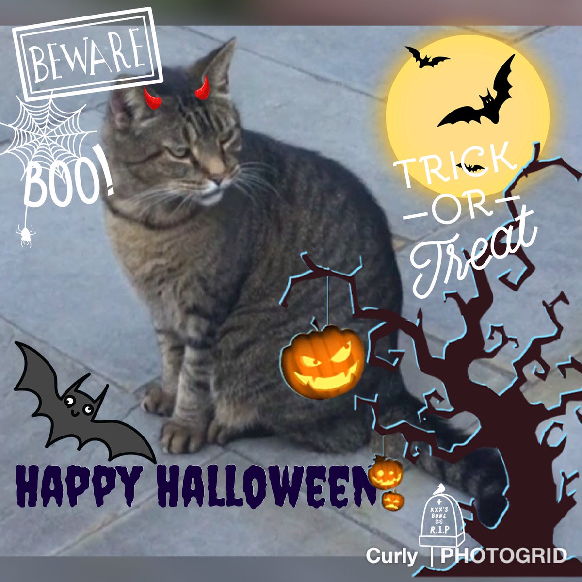 Curlyquet's tweet photo. @wahlacat @catgirl321 @I_Am_Luka @NutmegTorby @Midnightpurrs @TonyTiger2000 @Bea_Bells @EwoktheGrey @TeddyB_cat I ❤️U and Halloween! Your Bootifull Mia. https://t.co/c0XnpdvbNw