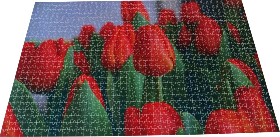 DummenOrangeEU's tweet photo. BaseClear, Generade, Dümmen Orange identified DNA sequence of tulip genome! Read more https://t.co/GDKKUiAFGG…/dutch-consortium-…/en-111-224 https://t.co/hQsd30ofGt