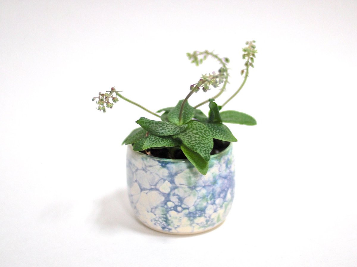 bebefedermann's tweet photo. Excited to share the latest addition to my #etsy shop: Handmade Ceramic Planters  https://t.co/z39cOXUeXO https://t.co/ANptfEZNHa