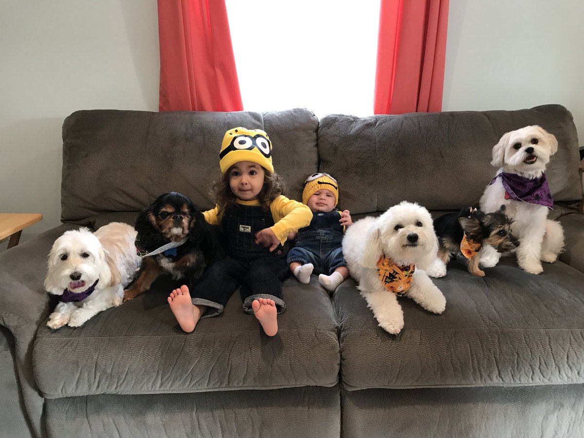 Joe_Gatto's tweet photo. The Gatto pack is ready Halloween! #minions https://t.co/xbbthFvXRc
