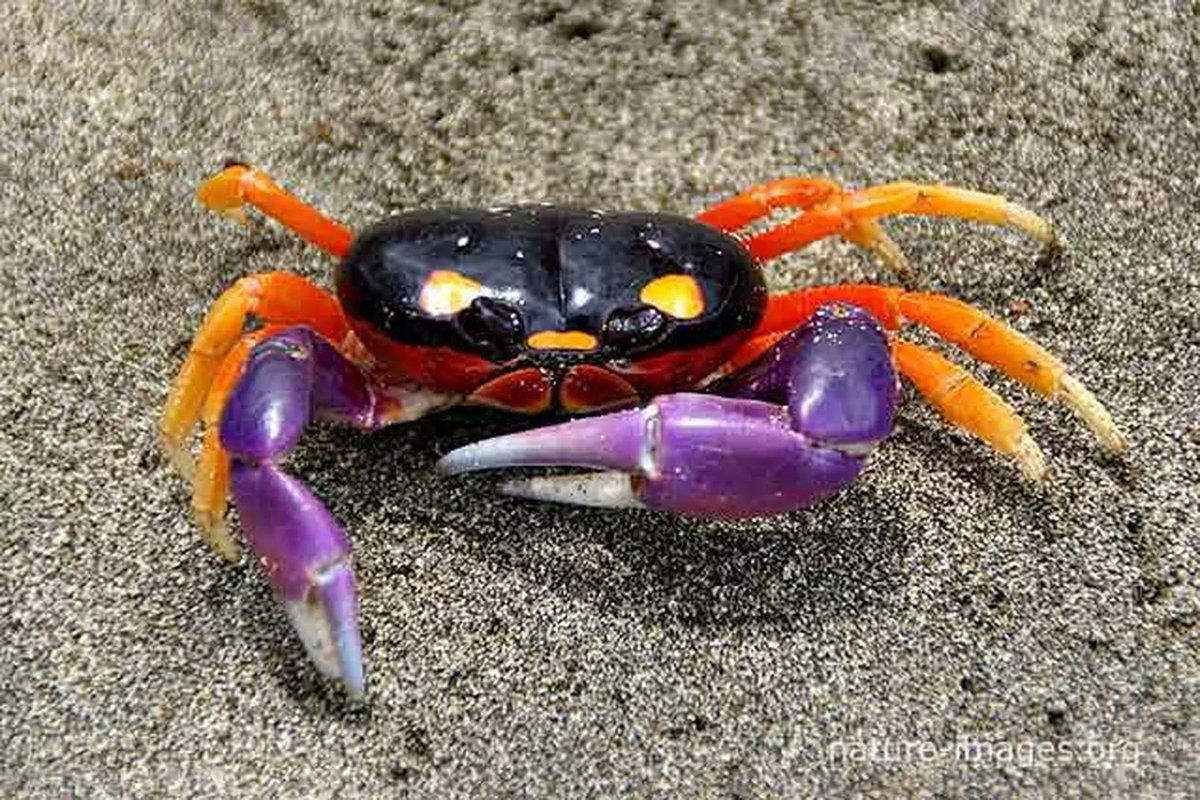 ILLUSIONLABS's tweet photo. We just found our new favorite animal - the Halloween Crab! Check out some other crustaceans on the #mrcrab2 team:
https://t.co/P8dhxRPzud https://t.co/CbeHChF67Q