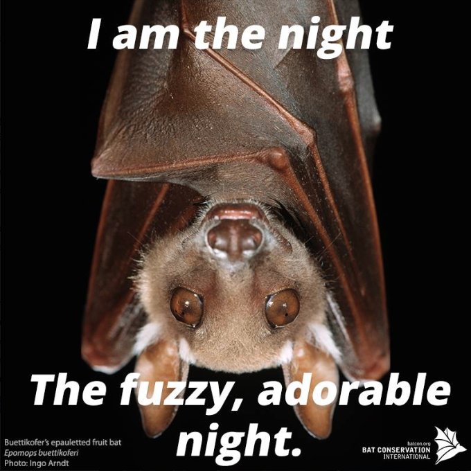 Bat Conservation International tweet media