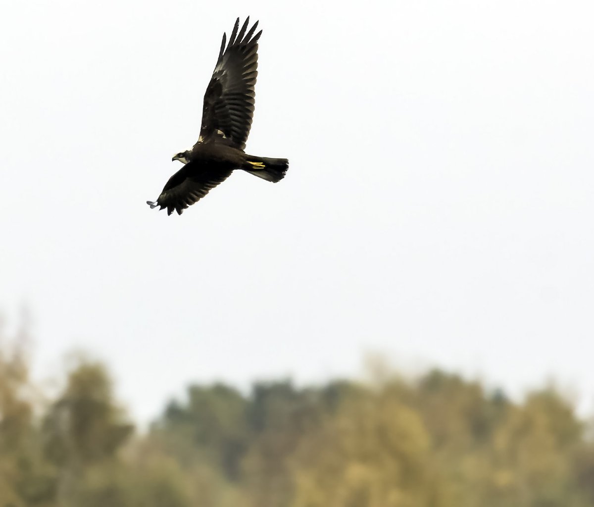 JLphotography15's tweet photo. Another great morning @Natures_Voice
@RSPB_OldMoor #wildlifephotography  Marsh harrier and kingfisher(which you never tire of photographing) https://t.co/28bpOxuTC6