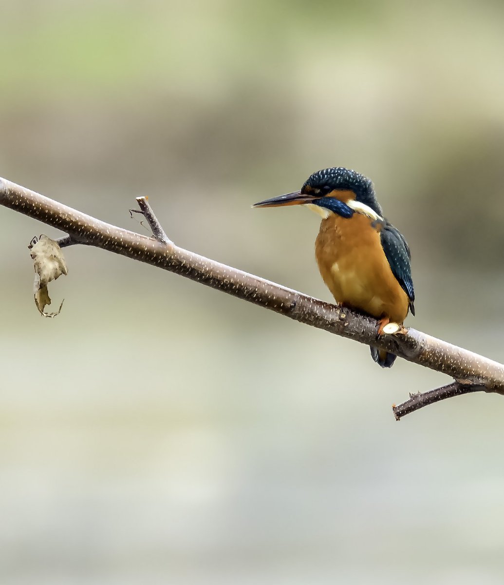 JLphotography15's tweet photo. Another great morning @Natures_Voice
@RSPB_OldMoor #wildlifephotography  Marsh harrier and kingfisher(which you never tire of photographing) https://t.co/28bpOxuTC6