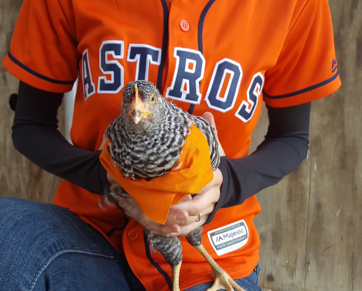 HoustonSPCA's tweet photo. @spcaLA @astros @Dodgers Just-Hen Verlander is ready for action today, are y'all?? #EarnHistory #WorldSeries #CuteBattle #Game6 #WeAintChicken https://t.co/LuEU2TmMuj
