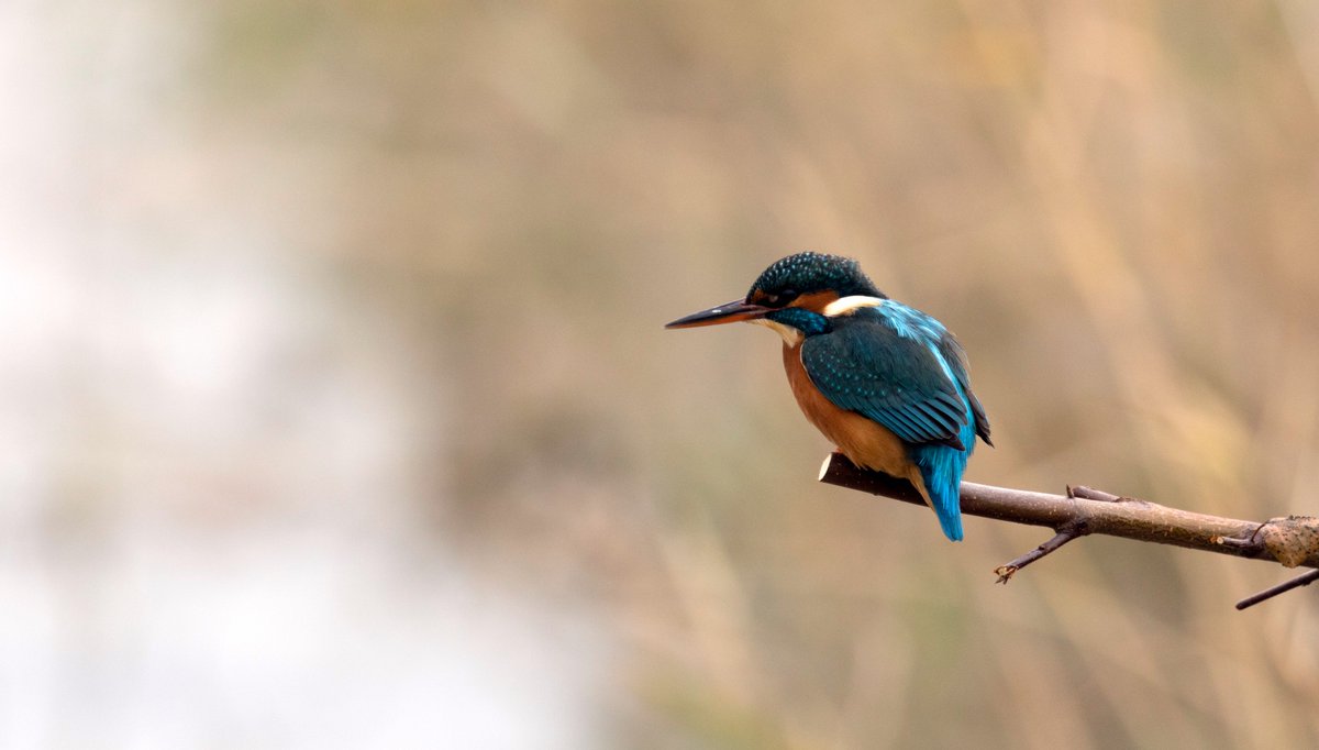 JLphotography15's tweet photo. Another great morning @Natures_Voice
@RSPB_OldMoor #wildlifephotography  Marsh harrier and kingfisher(which you never tire of photographing) https://t.co/28bpOxuTC6