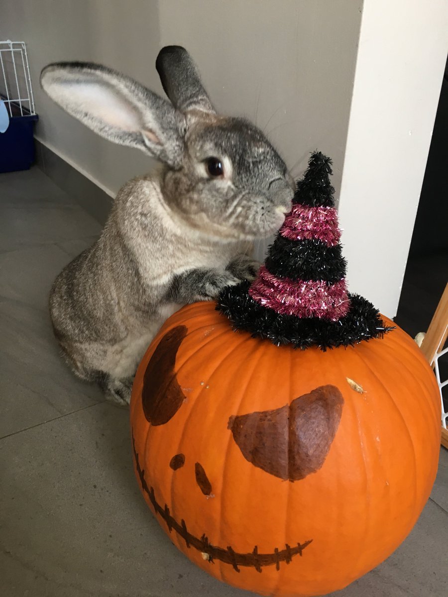 dgroscoe's tweet photo. Bunny wants to help carve the pumpkin #Halloween #bunny #love @TheEllenShow https://t.co/2vQhfCr8Xm