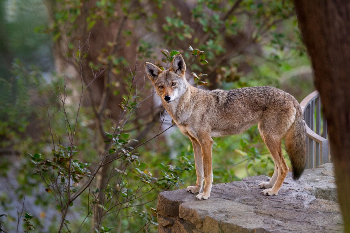UrbanCoyoteIntv's tweet photo. 10 fascinating facts about urban coyotes https://t.co/9lZr2Yh3nK https://t.co/WMmdysHEMq