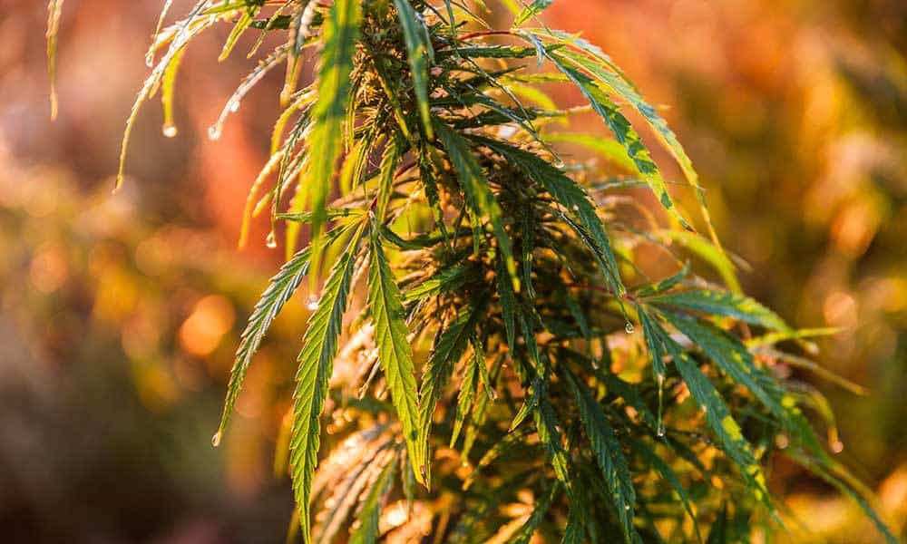 thrtechnologies's tweet photo. How To Get Your Legal Weed Permits in California https://t.co/3NWpEeA8Zq #Ganjapreneurs #Laws #THRTech https://t.co/P0fdX3L8Ka