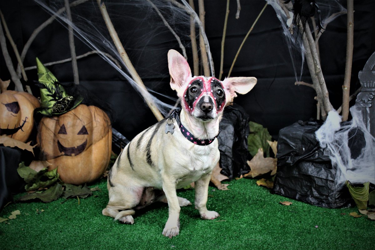 VetpointCV's tweet photo. CONCURSO HALLOWEEN #VETPOINT : PARTICIPA LILA👻🕸️🦇 https://t.co/TnVhhSXPId
