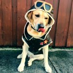 Photo by Sawyer the Labrador (@SawyerTheLab)
