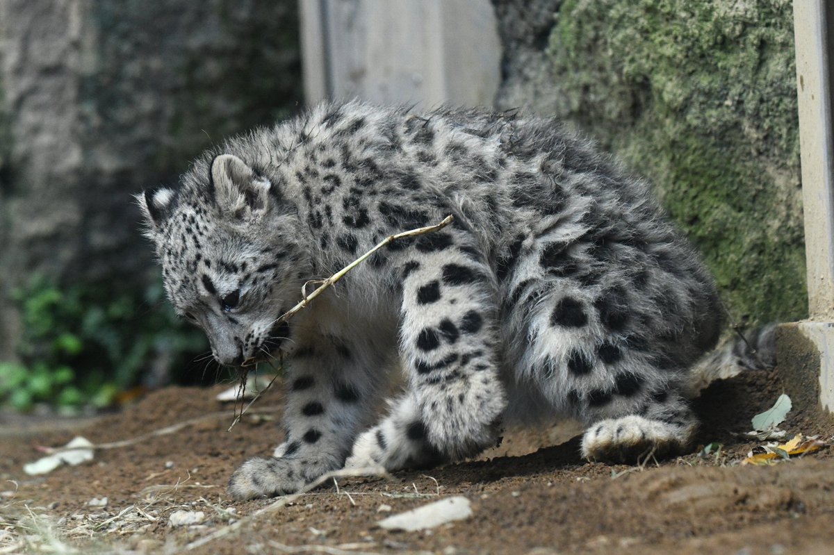 Tweet 多摩動物公園のユキヒョウのフクちゃんがかわいい Naver まとめ