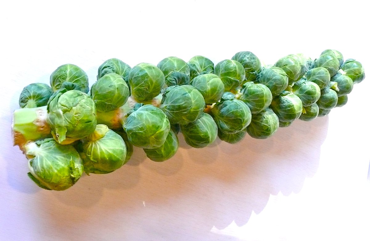 lucbcary's tweet photo. Humanity still fails to understand how similar we are to brussels sprouts. Wake up, people. https://t.co/0GRhWatLDN