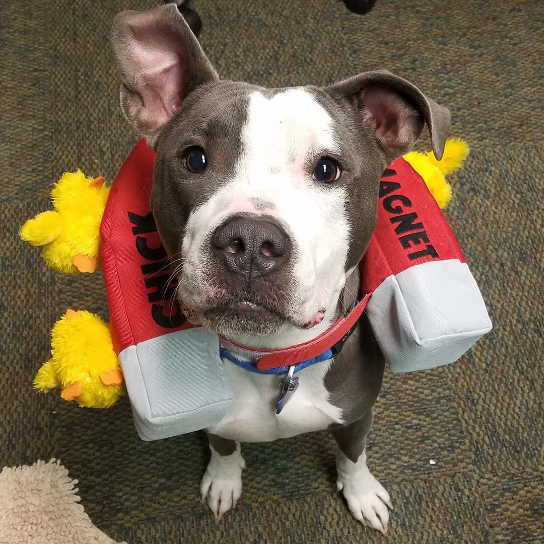 PetsBest's tweet photo. #Halloweenpets Kai the "chick magnet" and Toby the giraffe wishing everyone a Happy Halloween 🎃 from all of us at #PetsBest! https://t.co/BCXa7Mn2Xs