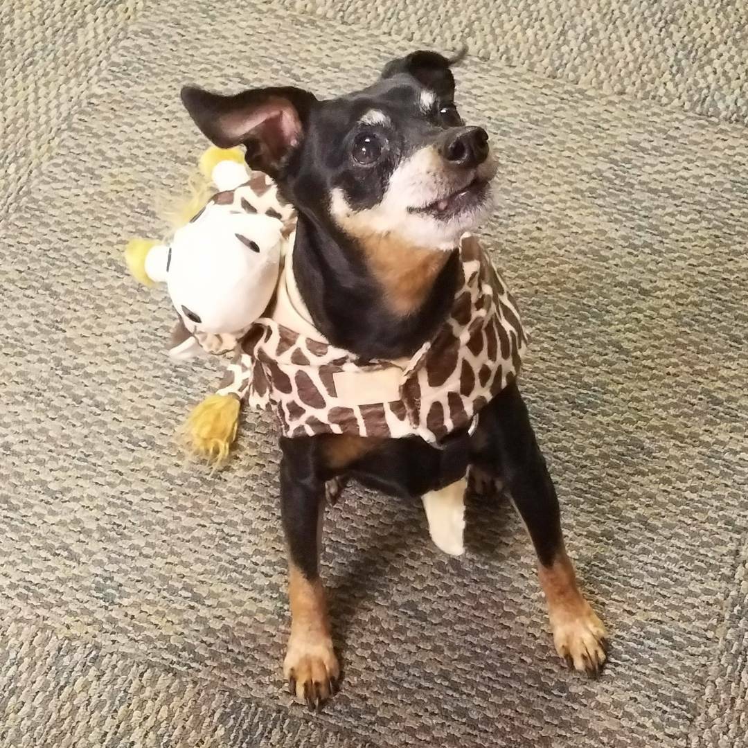 PetsBest's tweet photo. #Halloweenpets Kai the "chick magnet" and Toby the giraffe wishing everyone a Happy Halloween 🎃 from all of us at #PetsBest! https://t.co/BCXa7Mn2Xs