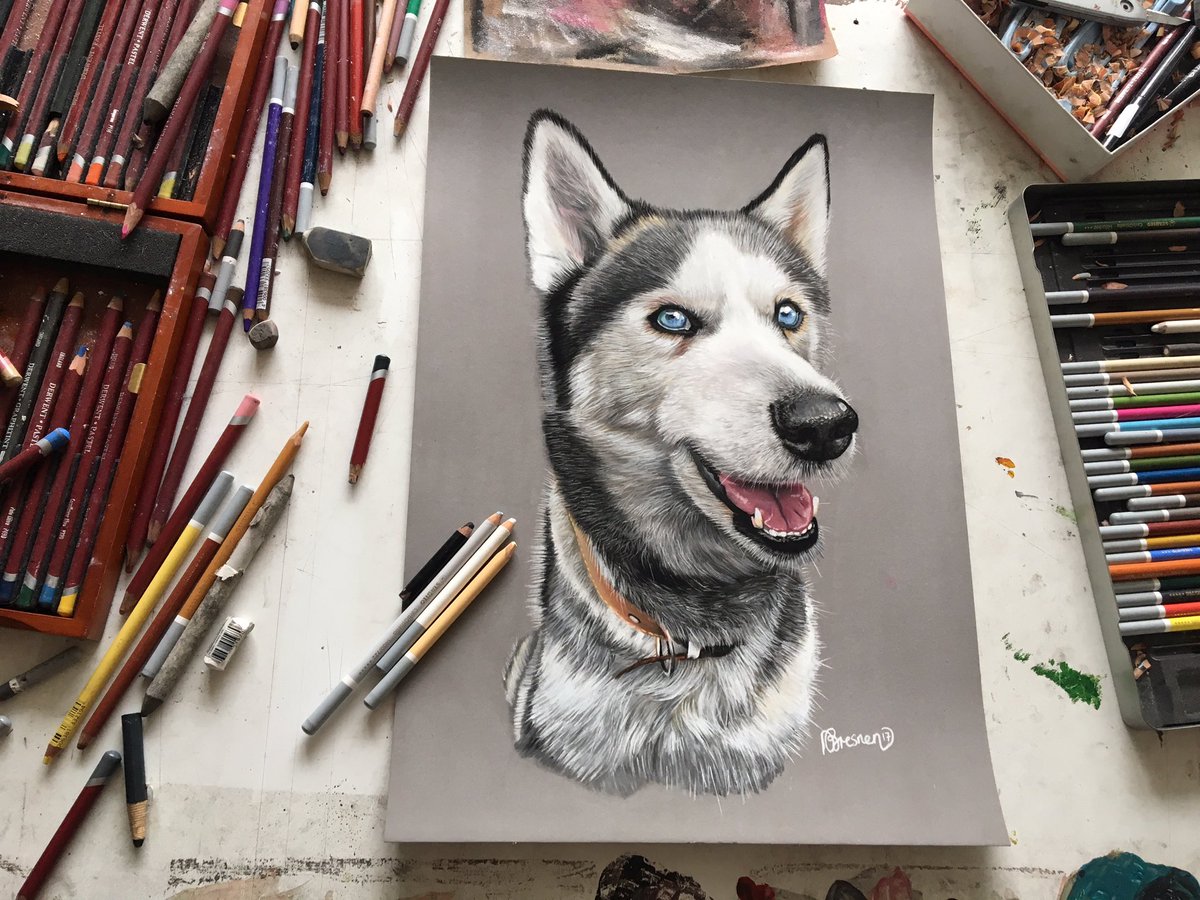 AdamsPortraits's tweet photo. Balto-latest dog portrait. Contact me for commissions! #husky #huskydog #christmasideas #petportrait #derwent #carbothello https://t.co/4aRQ5bwvXN