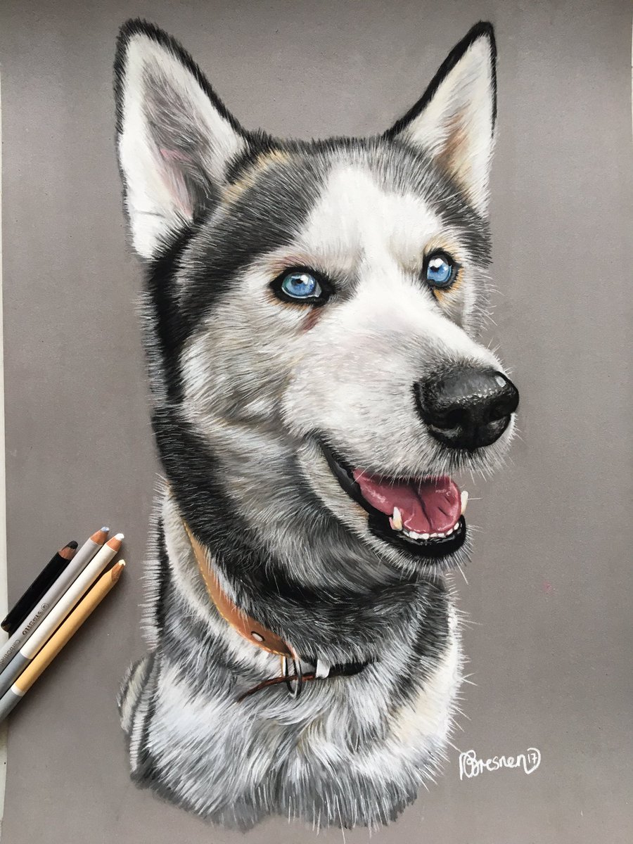 AdamsPortraits's tweet photo. Balto-latest dog portrait. Contact me for commissions! #husky #huskydog #christmasideas #petportrait #derwent #carbothello https://t.co/4aRQ5bwvXN