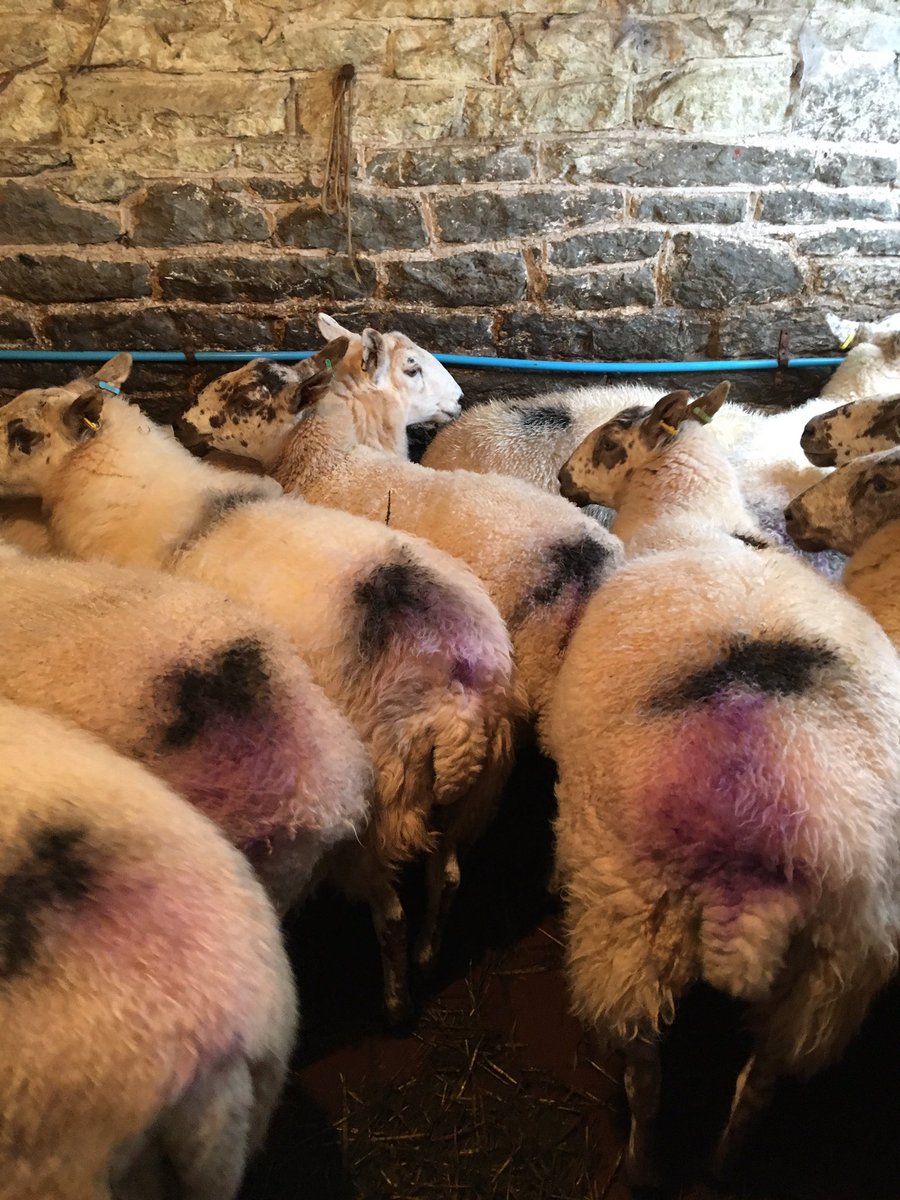 AliNixx's tweet photo. Bringing a bit of a feminine touch to farming! #womeninfarming #purple #looking good girls https://t.co/wfU0Lr56E9