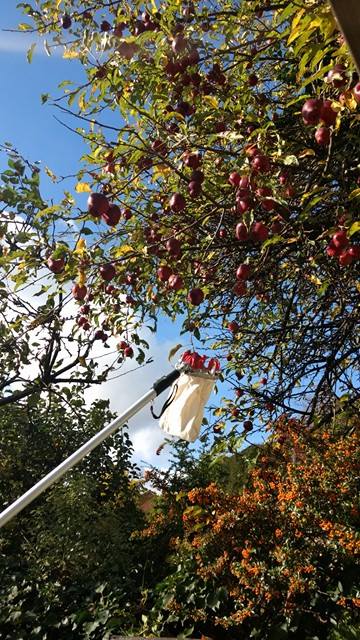 GleaningLDN's tweet photo. 2 #urbanharvests in #Hackney &amp; #Haringey last week saved 220kg of apples from going to waste in gardens! #owningit https://t.co/Tqw2AChQor https://t.co/6rTvUvtv7f