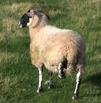 lamlacvolac's tweet photo. Post #tupping #TopTip2 - Try not to gather ewes in early pregnancy, however any lame sheep should be treated immediately! #Sheep365 #Farm365 https://t.co/8DWQKLMgd1