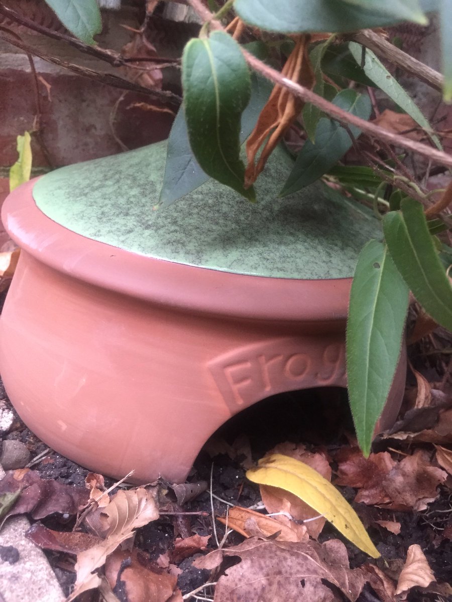 emma_mp's tweet photo. So concerned about the frogs and toads that like to hide under our wheely bins that I bought them a new home... hope they like the #frogilo https://t.co/6XeINdJF1C