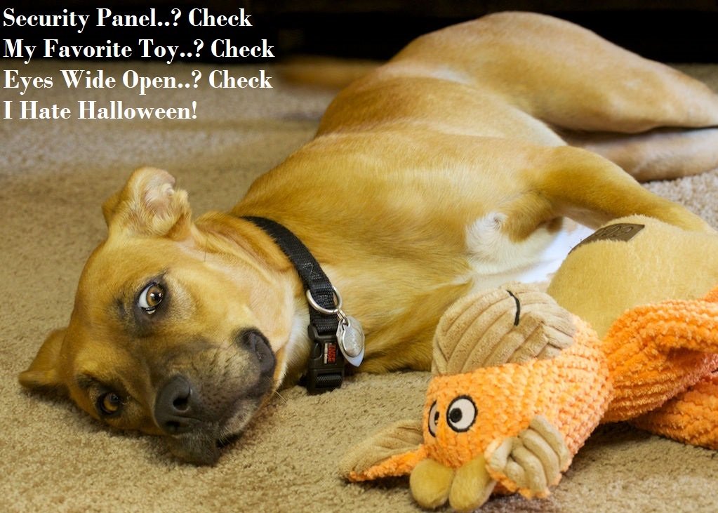 MPSstore's tweet image. Happy Halloween!! #PetDoors #SecurityAssured