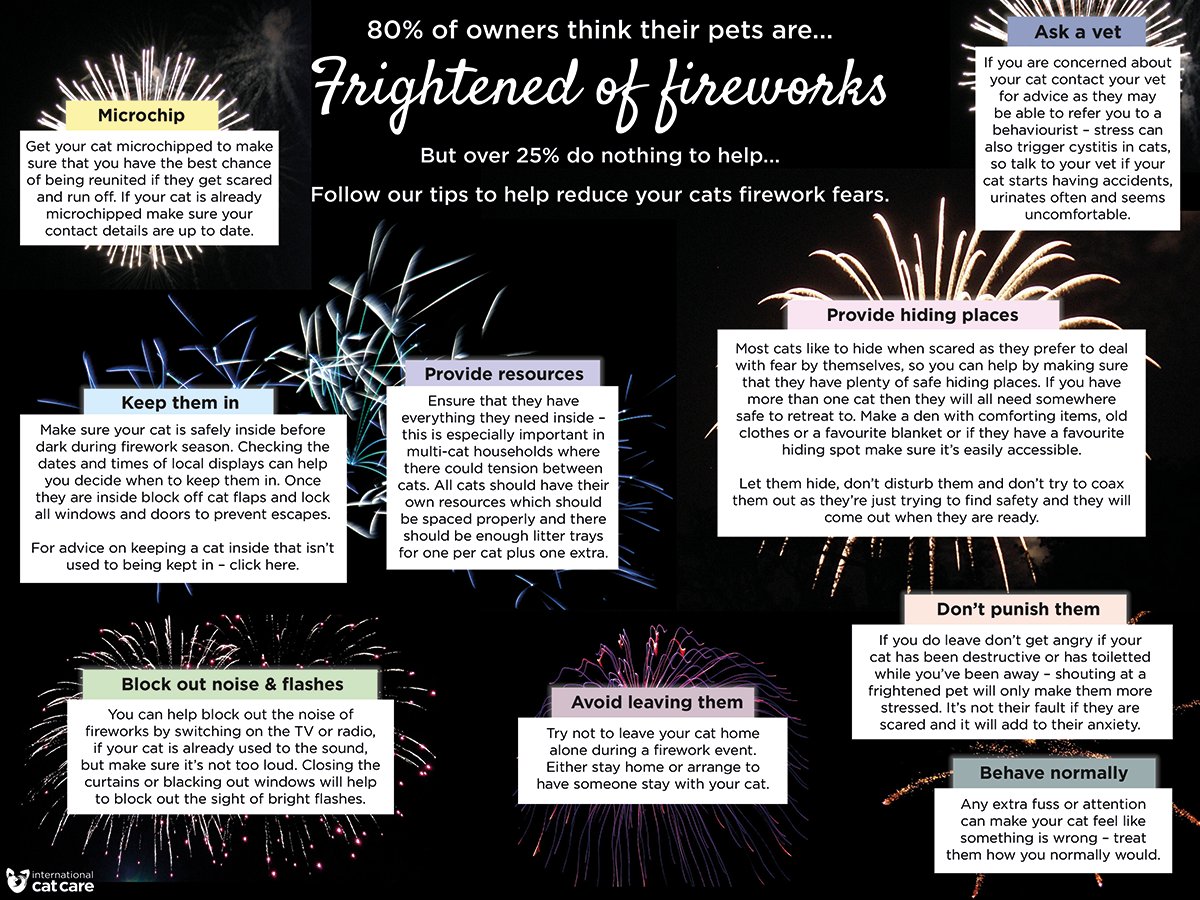 iCatCare's tweet photo. 80% of owners think their pets are frightened of fireworks. Follow our tips to keep cats safe on #BonfireNight https://t.co/KNzImvGPTd https://t.co/VyjJgZf8Xq