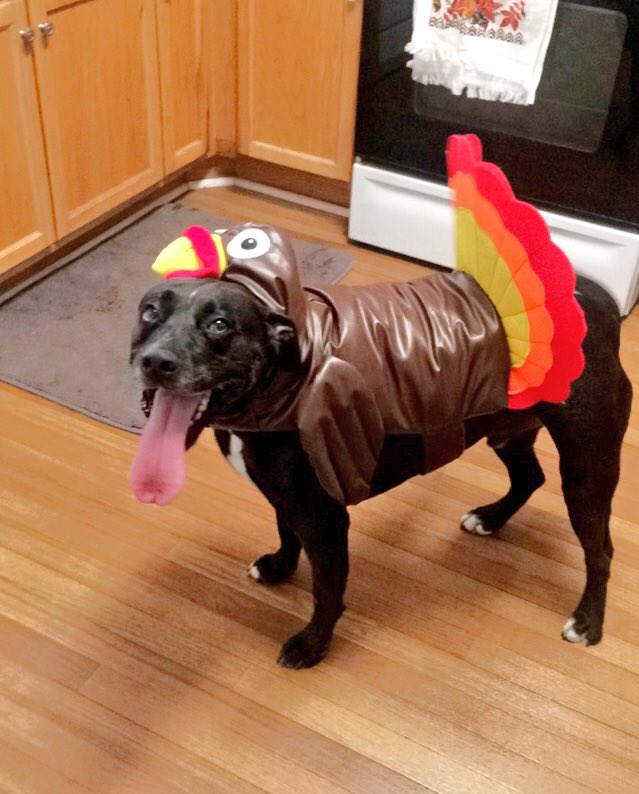 savstarrrr's tweet photo. @miliondollameat the happiest lil turkey https://t.co/182Fxz7YfV