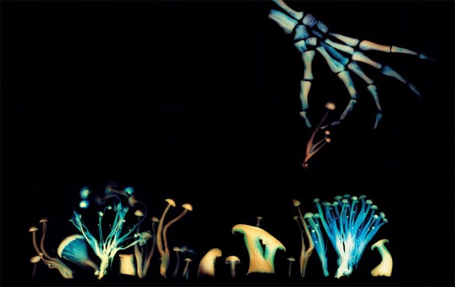 MycoWorksInc's tweet photo. #Spooky gorgeous #fungi #luminograms by artist #DavidRobinson from his book The #Mushroom Picker #happyhalloween https://t.co/yyHUH9P82W https://t.co/LIeraHlBqI