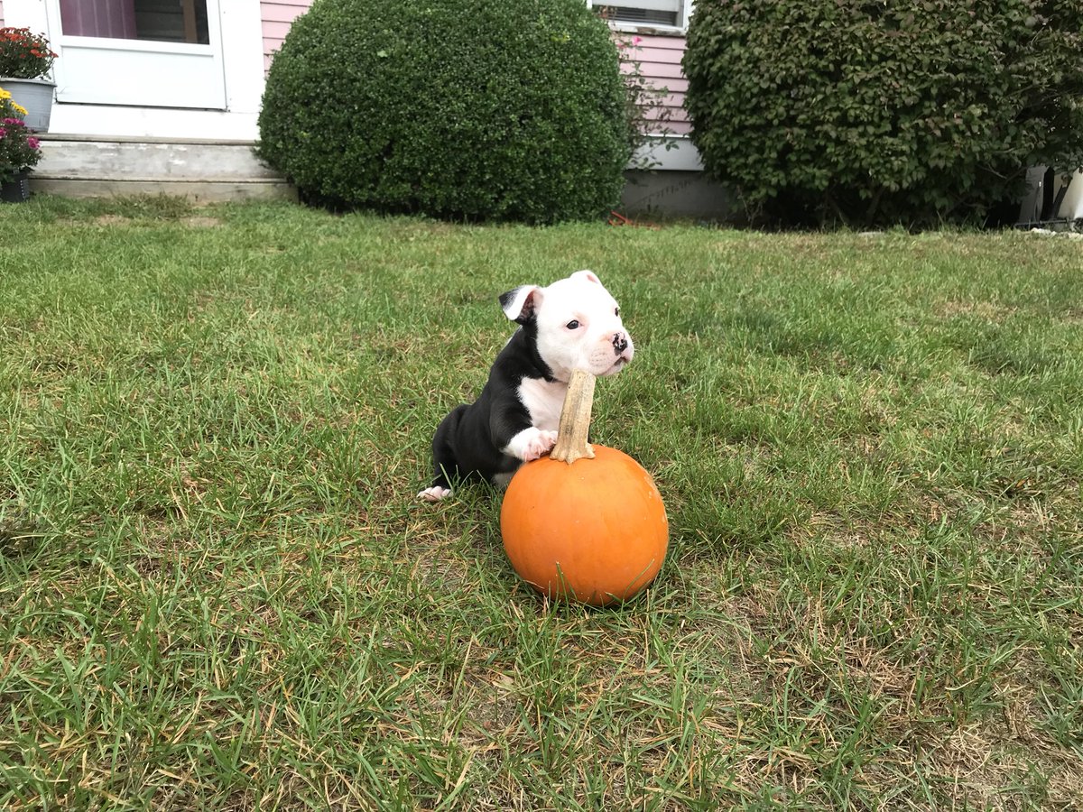 dbdkennels's tweet photo. HAPPY HALLOWEEN 🎃 from Dbdkennels! #americanbully #happyhalloween  #puppy #pumpkin  #bullylife #bullygirl #threemusketeers https://t.co/VoS8tiYfhd