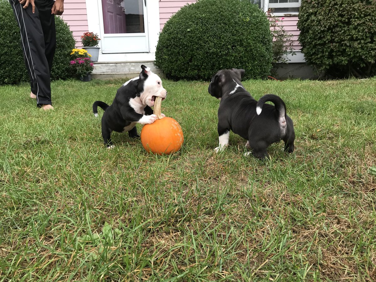 dbdkennels's tweet photo. HAPPY HALLOWEEN 🎃 from Dbdkennels! #americanbully #happyhalloween  #puppy #pumpkin  #bullylife #bullygirl #threemusketeers https://t.co/VoS8tiYfhd