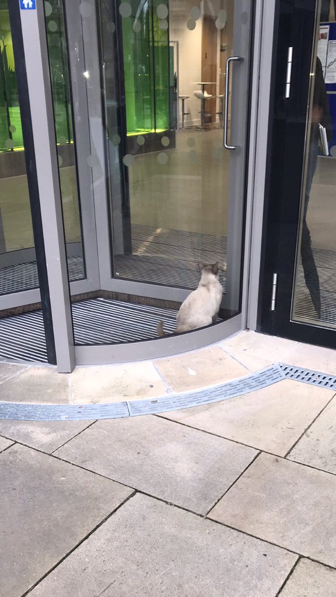 DrBethanHussey's tweet photo. Love how @genomecat Quincy has figured out the revolving doors! https://t.co/04Tt9NcvFT