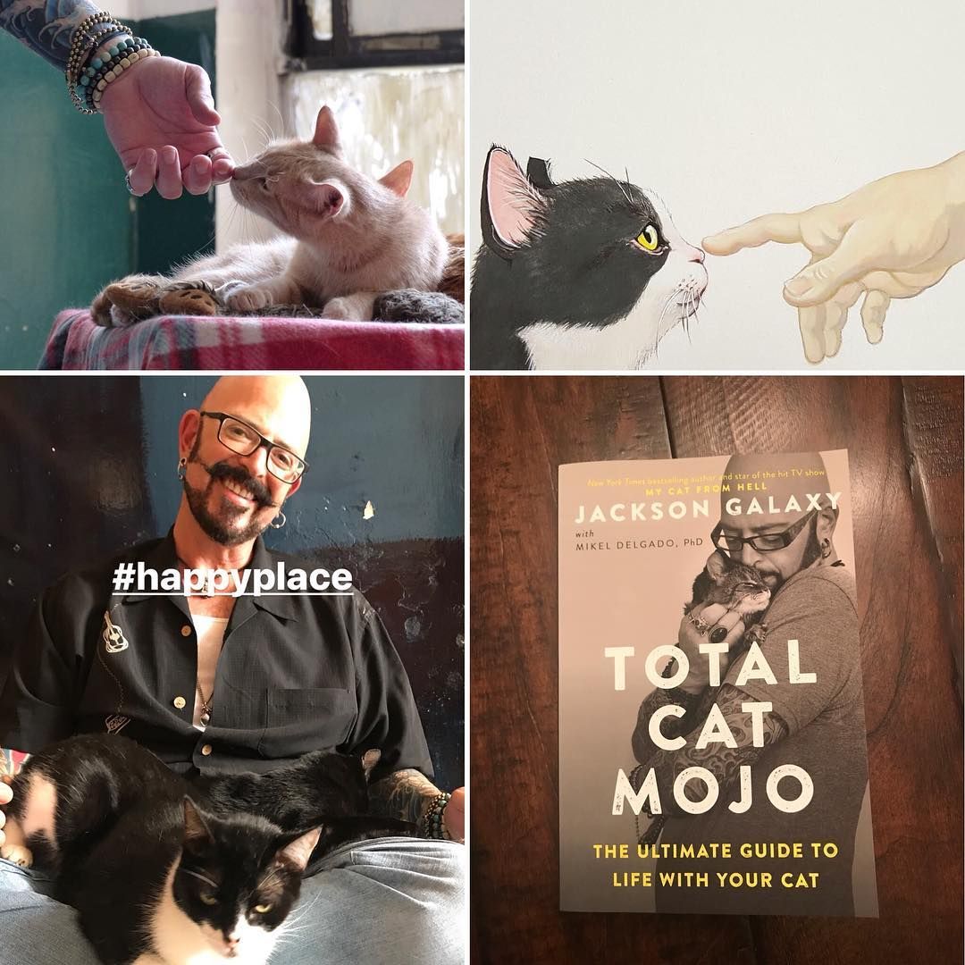 JacksonGalaxy's tweet photo. #TotalCatMojo is here! I truly hope u <3 it, &amp; it deepens the bond btwn u &amp; your #cats. #Milwaukee: see you tmrw! https://t.co/EWdmxzbtWx https://t.co/qtyPQaTEbX
